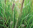 Streaked Arrow Grass