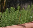 Water Milfoil