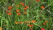 Diploid hybrid bulbs and corms