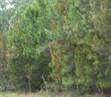 Black She-oak