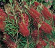 Bottlebrush