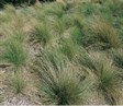 Common Tussock Grass