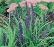 Liriope 'Evergreen Giant'