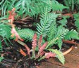 Prickly rasp Fern