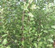 Screen Master Pittosporum
