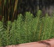Water Milfoil