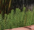 Water Milfoil