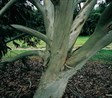 Snow Gum