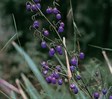 Blue Flax Lily (Paroo lily)
