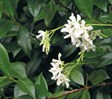 Chinese Star Jasmine