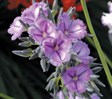 Fringe Lily