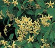 Japanese Star Jasmine