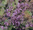 Native sarsaparilla