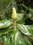 Evergreen magnolia cultivars 