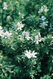 Coastal Rosemary