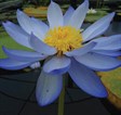Native Water Lily