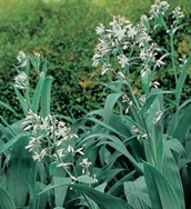 New Zealand Rock Lily