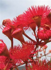 Red Flowering Eucalyptus