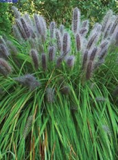 Swamp Foxtail or Fountain Grass