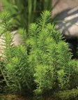 Upright Water Milfoil