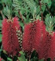 Bottlebrush