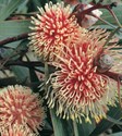 Pin Cushion Hakea