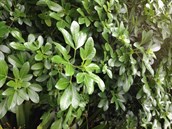 Mexican orange blossom 