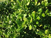 Mirror bush