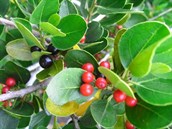 Italian buckthorn