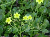 Running marsh-flower 