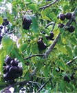 Burdekin Plum