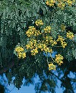 Leopard Tree