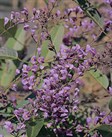 Native Sarsaparilla