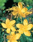 St John's Wort