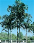 Carpentaria Palm