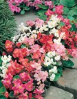 Bedding Begonia