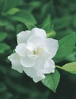 Gardenia