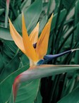 Bird of Paradise