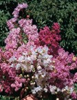Crepe Myrtle