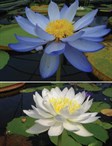 Native Waterlily