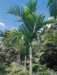 Solitaire Palm