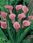 Calla Lilies
