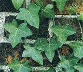 English Ivy