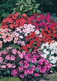 New Guinea Impatiens