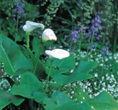 Arum Lily