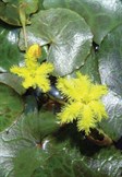 Wavy Marshwort