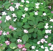Balsam