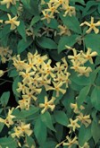 Japanese Star Jasmine