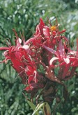 Gymea Lily, Spear Lily