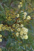 Sunshine Wattle